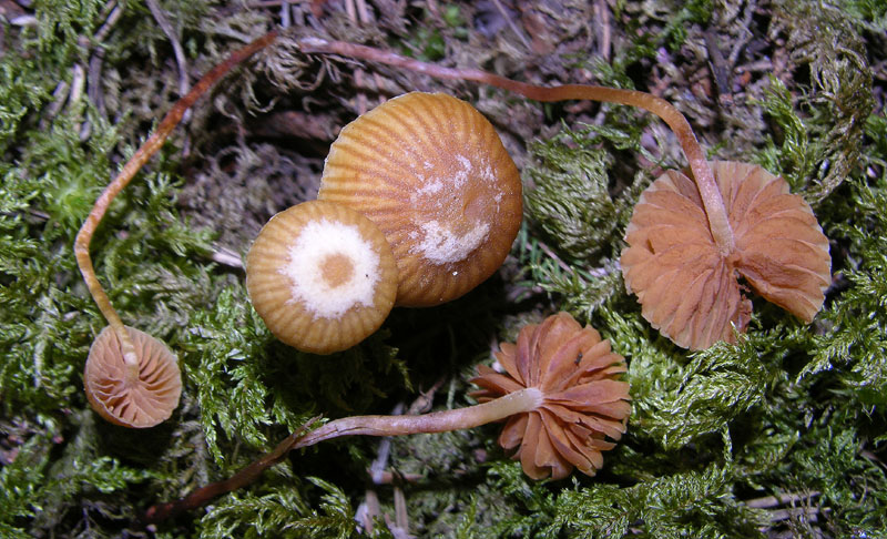 Galerina da determinare n�13.